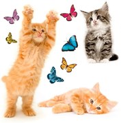 Декоративни стикери за стена Cats M Ango