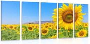 картини от 5 части – Поле със слънчогледи