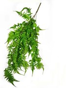 Изкуствено растение декор висящо B053, 80см.