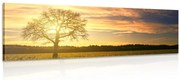 Картина на платно – Самотно дърво