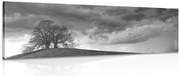 Картина на платно – Черно-бели самотни дървета