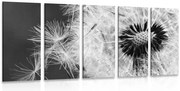 картини от 5 части – Семена на глухарче в черно-бяло