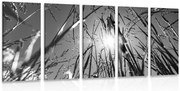 картини от 5 части – Полска трева в черно-бял вариант