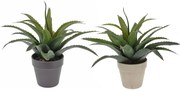 Растение Aloe  (2 τεμάχια)