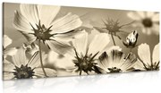 Картина на платно – Градински цветя в сепия