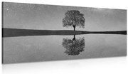 Картина на платно – Звездно небе над самотно дърво в черно-бяло изпълнение