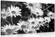 Картина на платно – Маргаритки в градината в черно-бяло изпълнение