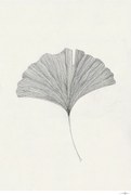 Постер 50x70 cm Ginkgo Leaf – Ana Frois – The Poster Club
