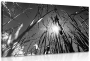 Картина на платно – Полска трева в черно-бял вариант