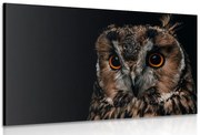 Картина на платно – Сова