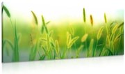 Картина на платно – Стъбла на трева в зелено