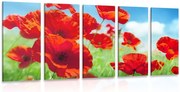 картини от 5 части – Макови цветя на ливада