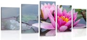 картини от 5 части – Розов лотосов цвят