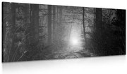 Картина на платно – Светлина в гората в черно-бял вариант