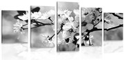 картини от 5 части – Цвят на череша в черно-бяло