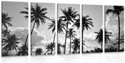 картини от 5 части – Кокосови палми на плажа в черно-бял вариант