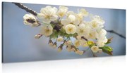 Картина на платно – Цъфтящо клонче на череша