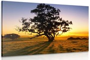 Картина на платно – Самотно дърво при залез