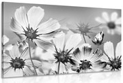 Картина на платно – Летни цветя в черно-бяло