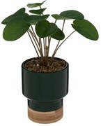 Изкуствено растение Аtmosphera