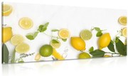 Картина на платно – Микс от цитрусови плодове