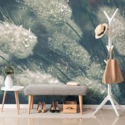 Фототапет – Капки роса на трева