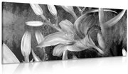 Картина на платно – Цъфтеж на лилия в черно-бяло