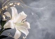 15616 - Лилия на сив фон
