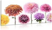 Картина на платно – Цветя от гергини в разнообразен дизайн