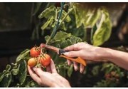 Fiskars - Сгъваем нож за прибиране на реколта K80