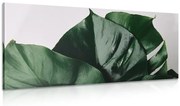 Картина на платно – Лист на монстера