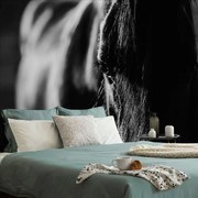 Фототапет – Величествен черно-бял кон