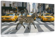 Картина на платно – Зебра в Ню Йорк