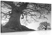 Картина на платно – Симбиоза на дърветата в черно-бял вариант