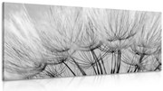 Картина на платно – Семена от глухарче в черно-бяло
