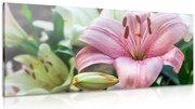 Картина на платно – Розова лилия в разцвет