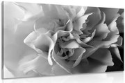 Картина на платно – Венчелистчета на карамфил в черно-бяло изпълнение