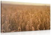 Картина на платно – Поле с жито