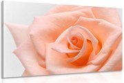 Картина на платно – Рози в прасковен оттенък