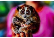 Арт.51810 Картина Glass Slow Loris 80x120