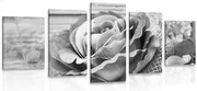картини от 5 части – Елегантни винтидж рози в черно-бяло