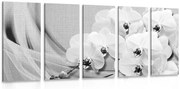 картини от 5 части – Орхидея на платно в черно-бял вариант