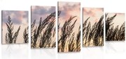 картини от 5 части – Трева при залязващо слънце