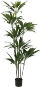 Декоративно растение Velvet Tree в саксия-160