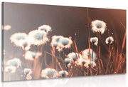 Картина на платно – Памучна трева