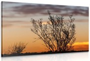 Картина на платно – Клонки при залез