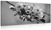 Картина на платно – Цъфтящо клонче на череша в черно-бял вариант