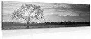 Картина на платно – Самотно дърво в черно-бял вариант