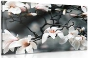 Картина на платно – Събуждаща се магнолия