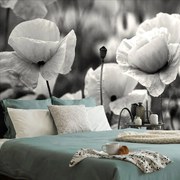 Фототапет – Черно-бяло поле диви макове